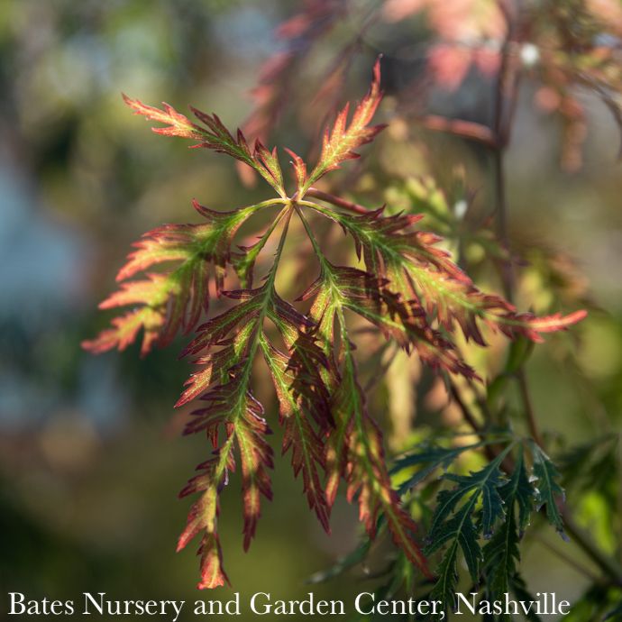 #3 Acer x pse Ice Dragon/ Cascading Maple