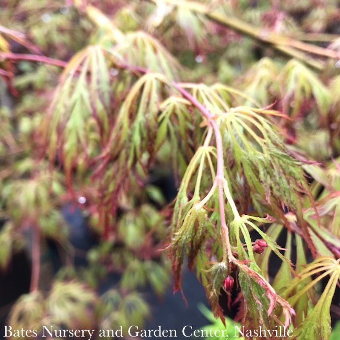 #3 Acer x pse Ice Dragon/ Cascading Maple