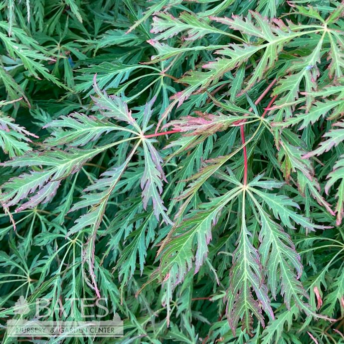 #3 Acer x pse Ice Dragon/ Cascading Maple