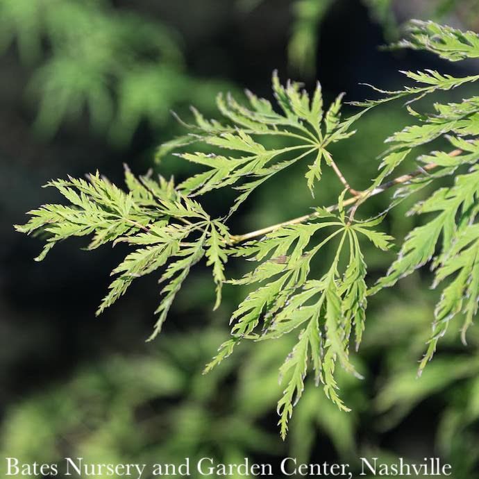 #3 Acer x pse Ice Dragon/ Cascading Maple