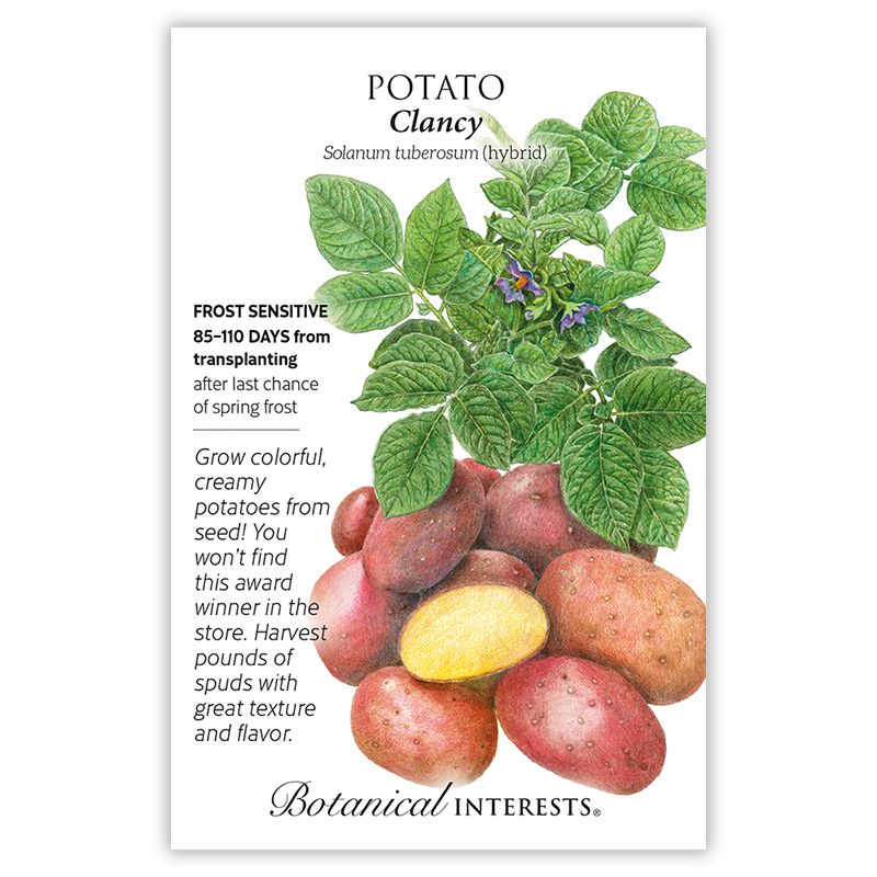 Seed Veg Potato Clancy - Solanum tuberosum (hybrid)