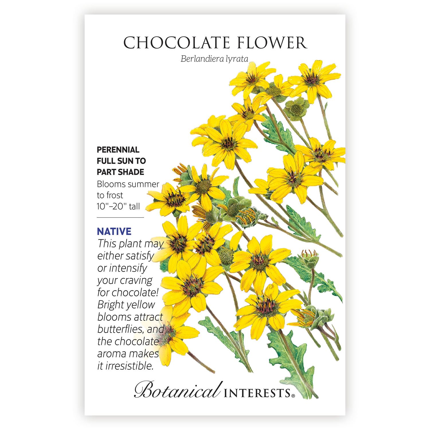 Seed Flwr Chocolate Flower Heirloom  - Berlandiera lyrata Native (R)