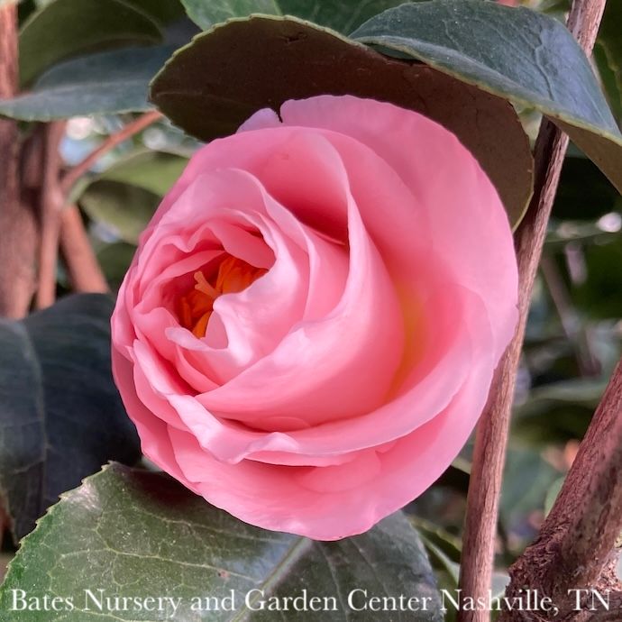 #7 Camellia japonica April Blush/ Light Pink - No Warranty