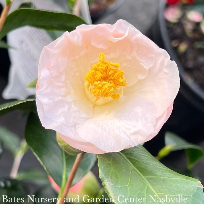 #7 Camellia japonica April Blush/ Light Pink - No Warranty