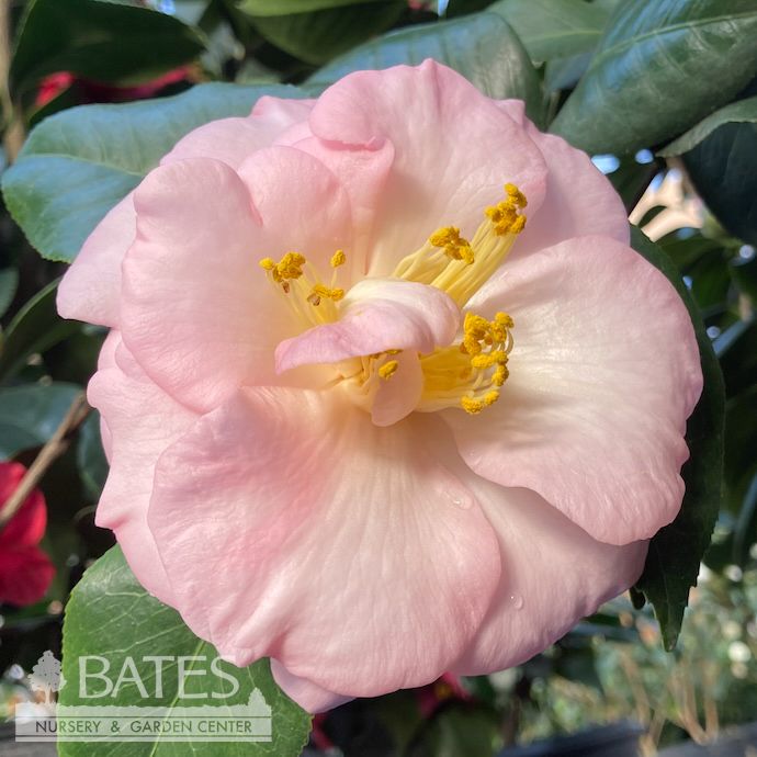#7 Camellia japonica April Blush/ Light Pink - No Warranty