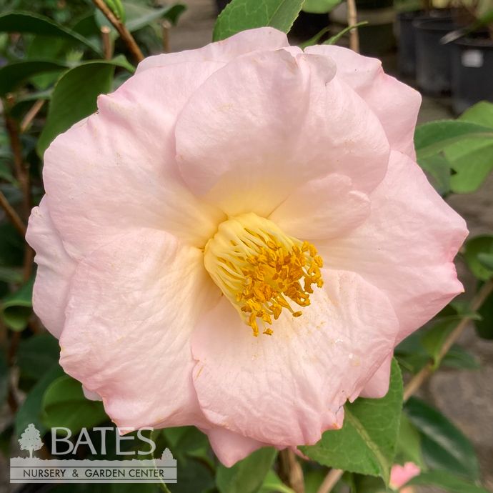 #3 Camellia japonica April Blush/ Light Pink - No Warranty