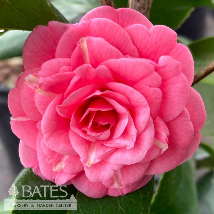 #3 Camellia japonica April Rose/ Rose-Red Double - No Warranty