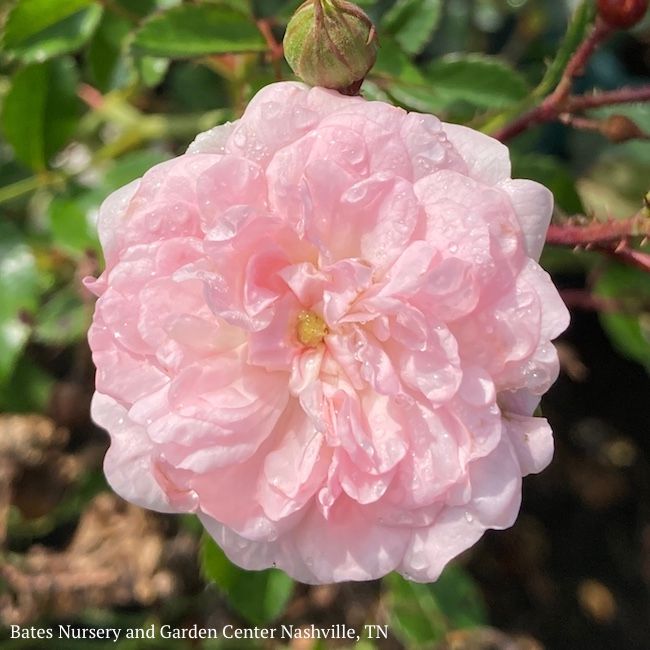 #3 Rosa The Fairy/ Pink Shrub Rose  - No Warranty