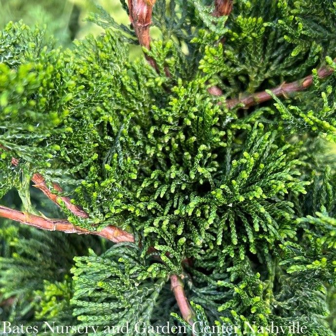 4-5&#39; Chamaecyparis obt Iseli Green/ Hinoki Falsecypress - No Warranty