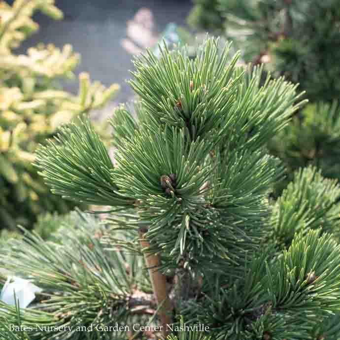 4-5&#39; Pinus leucodermis (heldreichii) Irish Bell/ Bosnian Pine - No Warranty
