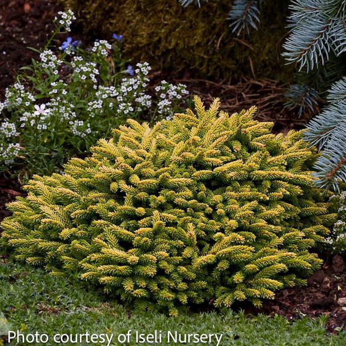 Topiary Patio Tree #3 12&quot; Picea orient Tom Thumb/ Oriental Spruce