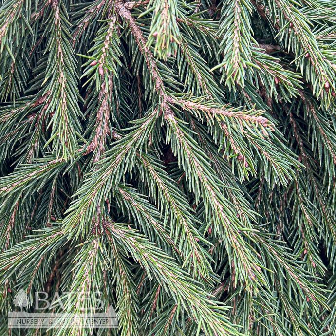 #3 Picea ab Ripplebrook/ Dwarf Mounding Norway Spruce
