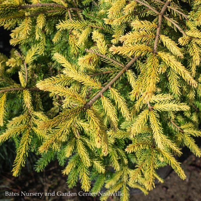 #6 Picea orient Firefly/ Gold Oriental Spruce