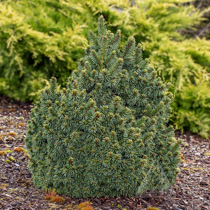#6 Picea abies SkyHigh/ Norway Spruce
