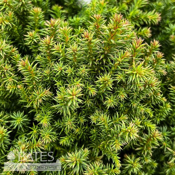 #1 Cryptomeria japonica Birodo/ Dwarf Globe Japanese False Cedar