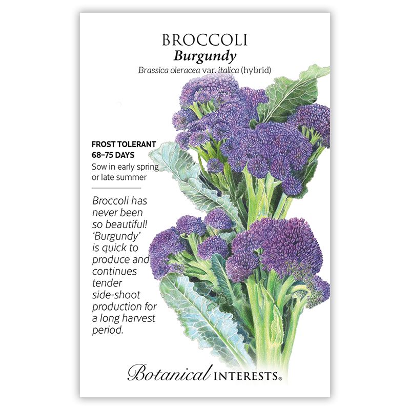 Seed Veg Broccoli Burgundy - Brassica oleracea var. italica (hybrid)