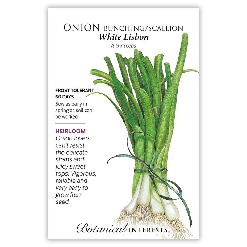 Seed Veg Onion Bunching/Scallion White Lisbon Heirloom - Allium cepa