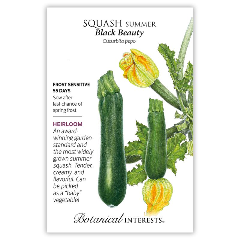 Seed Veg Squash Summer Black Beauty Zucchini Heirloom - Curcurbita pepo