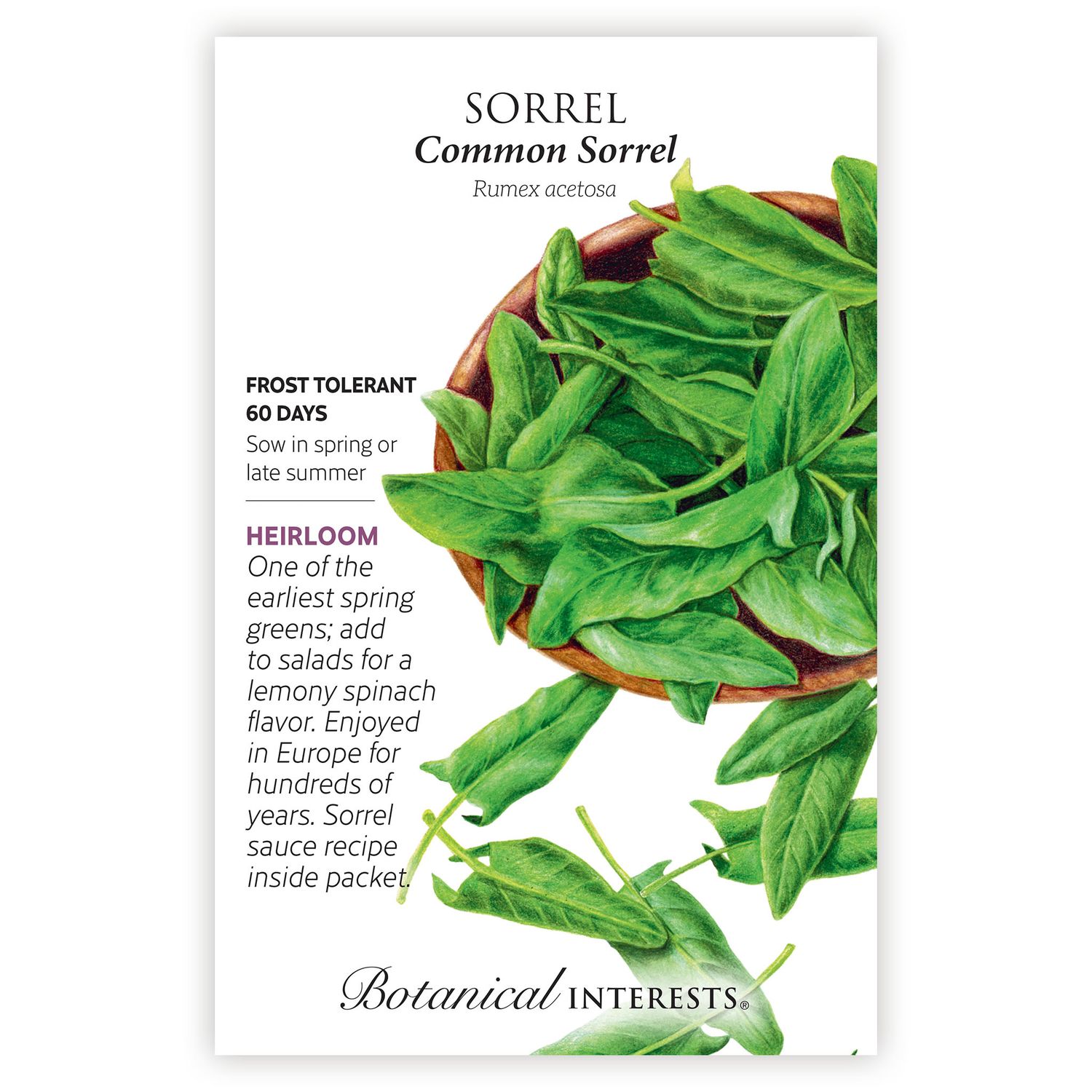 Seed Veg Sorrel Common Heirloom - Rumex acetosa
