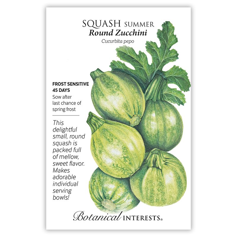 Seed Veg Squash Summer Round Zucchini - Cucurbita pepo