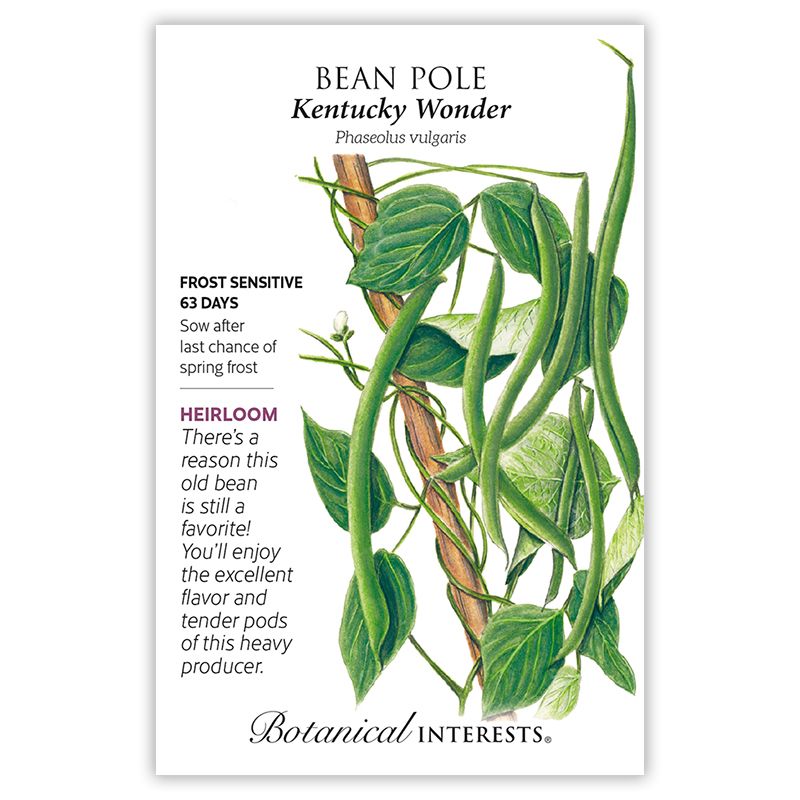 Seed Veg Bean Pole Kentucky Wonder Heirloom - Phaseolus vulgaris