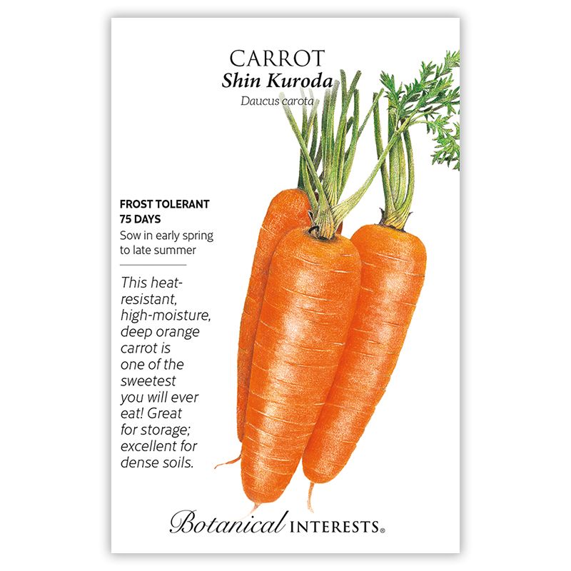 Seed Veg Carrot Shin Kuroda  - Daucus carota