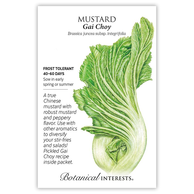 Seed Veg Mustard Chinese Gai Choy - Brassica juncea subsp. intergrifolia