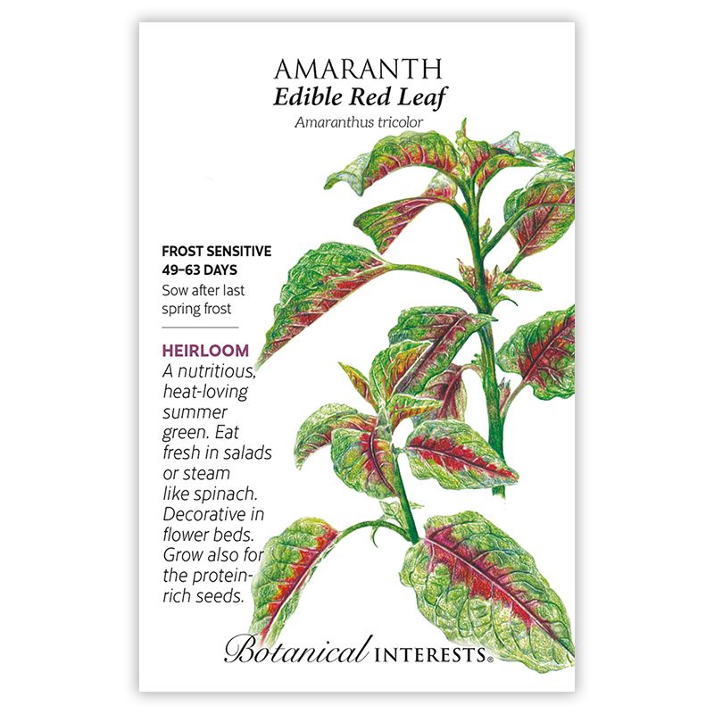 Seed Flwr Amaranth Edible Red Leaf Heirloom - Amaranthus tricolor