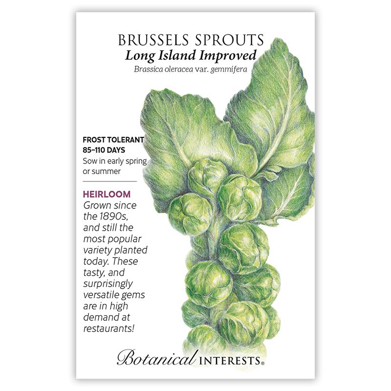 Seed Veg Brussels Sprouts Long Island Improved Heirloom - Brassica ole