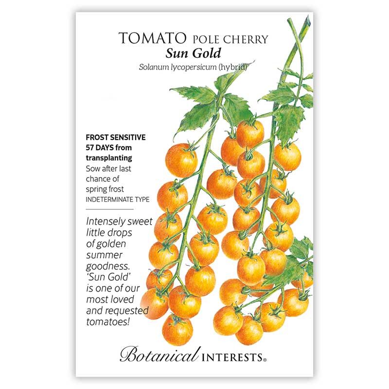 Seed Veg Tomato Cherry Sun Gold - Solanum lycopersicum (hybrid)