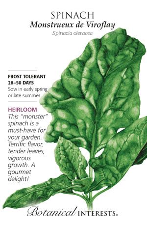 Seed Veg Spinach Monstrueux de Viroflay Heirloom - Spinacia oleracea