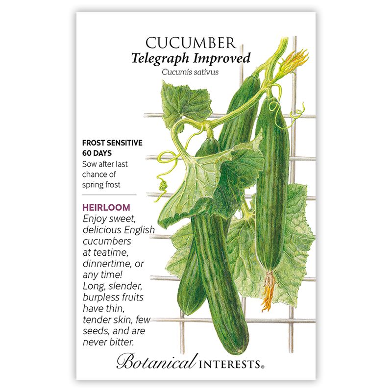 Seed Veg Cucumber English Telegraph Improved Heirloom - Cucumis sativus