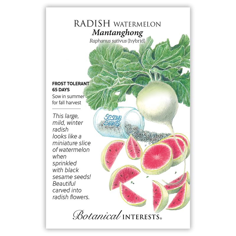 Seed Veg Radish Watermelon Mantanghong - Raphanus sativus (hybrid)