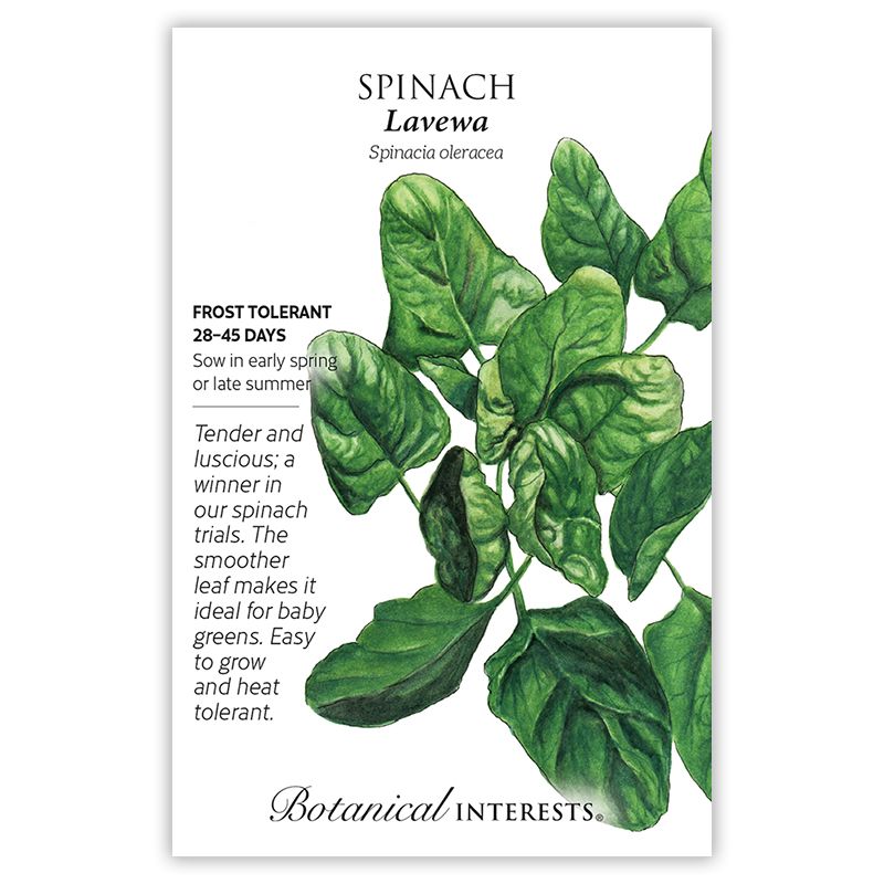Seed Veg Spinach Lavewa - Spinacia oleracea