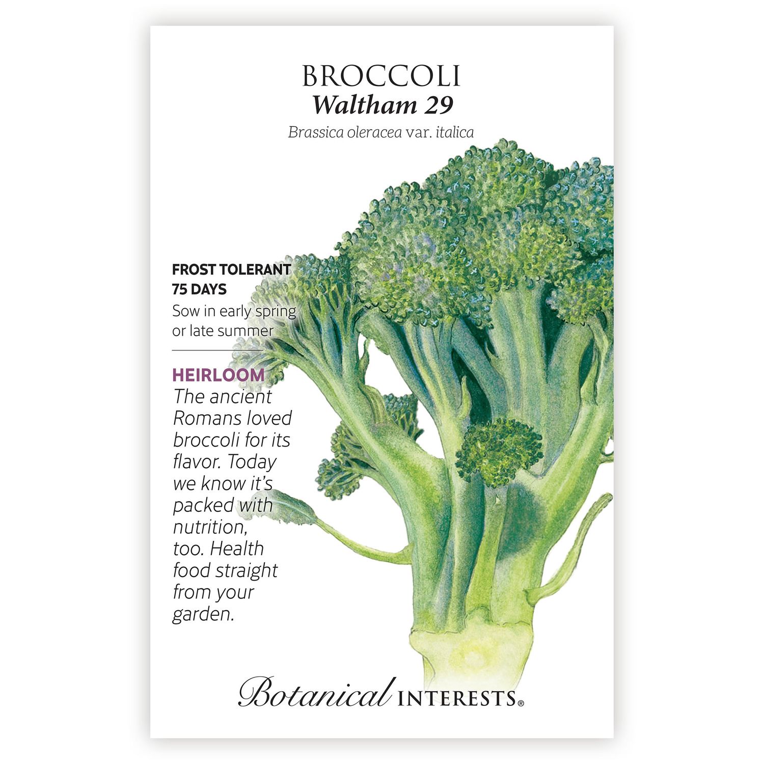 Seed Veg Broccoli Waltham 29 Heirloom - Brassica oleracea var. italica