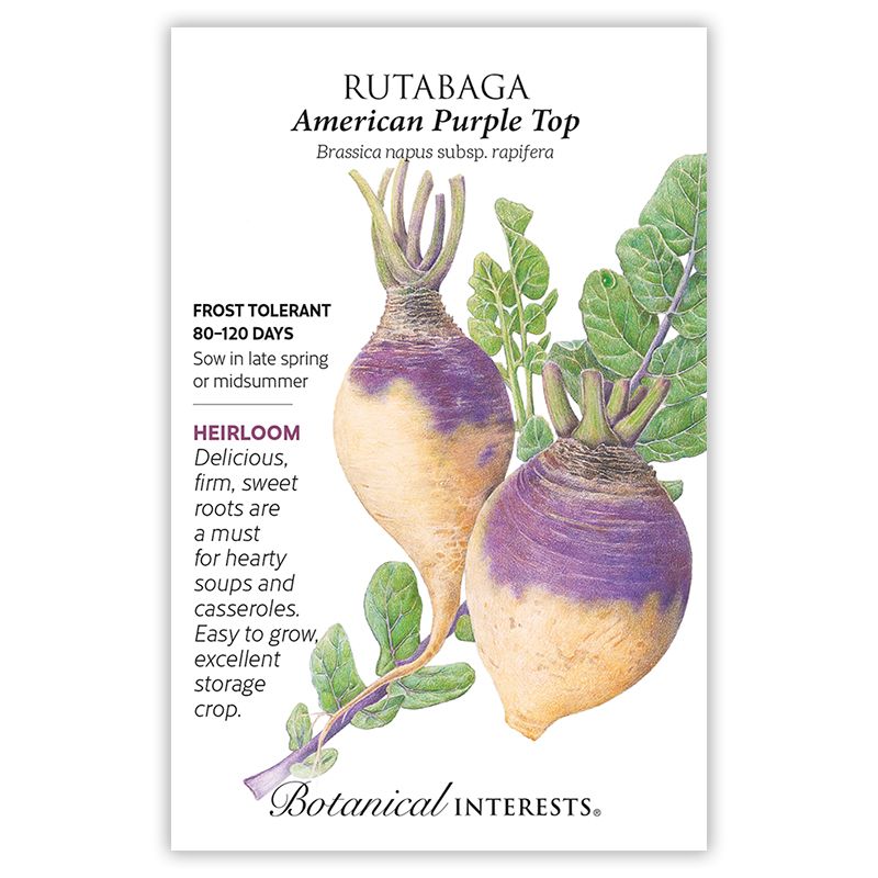 Seed Veg Rutabaga American Purple Top Heirloom - Brassica napus subsp. rapifera