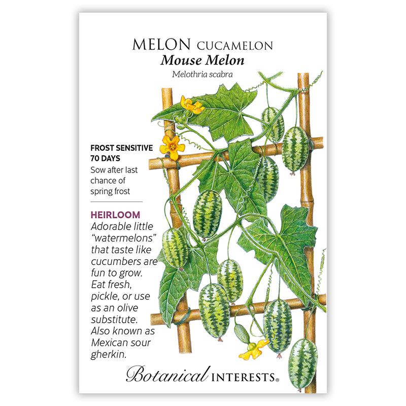 Seed Veg Melon Cucamelon Mouse Melon Heirloom - Melothira scabra