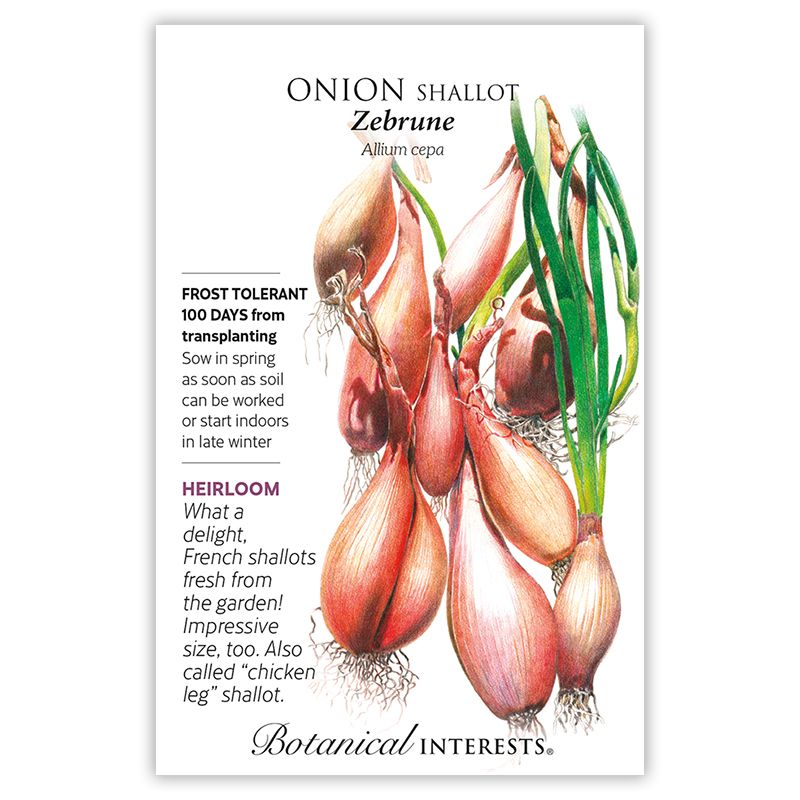 Seed Veg Onion Zebrune Shallot Heirloom - Allium cepa