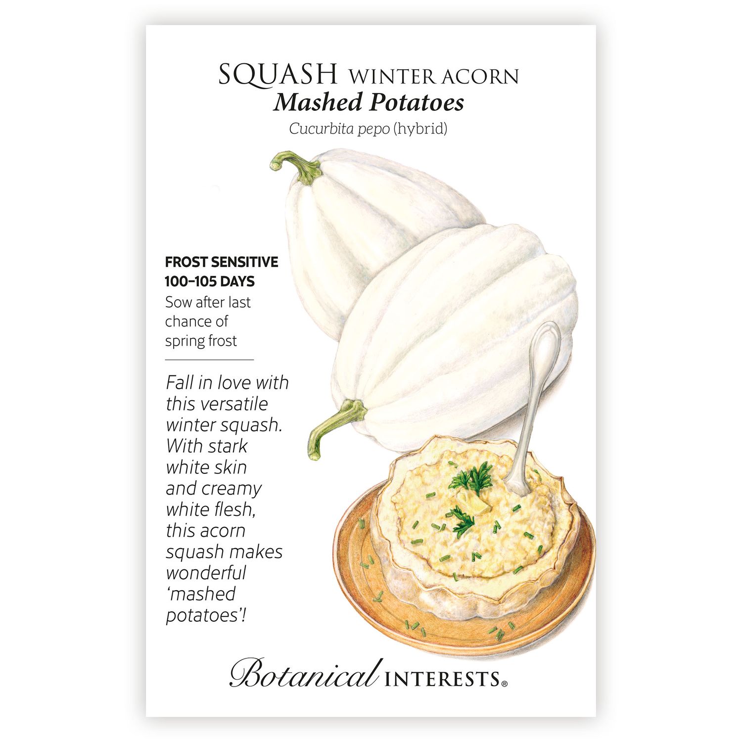 Seed Veg Squash Winter Acorn Mashed Potatoes - Curcurbita pepo (hybrid)