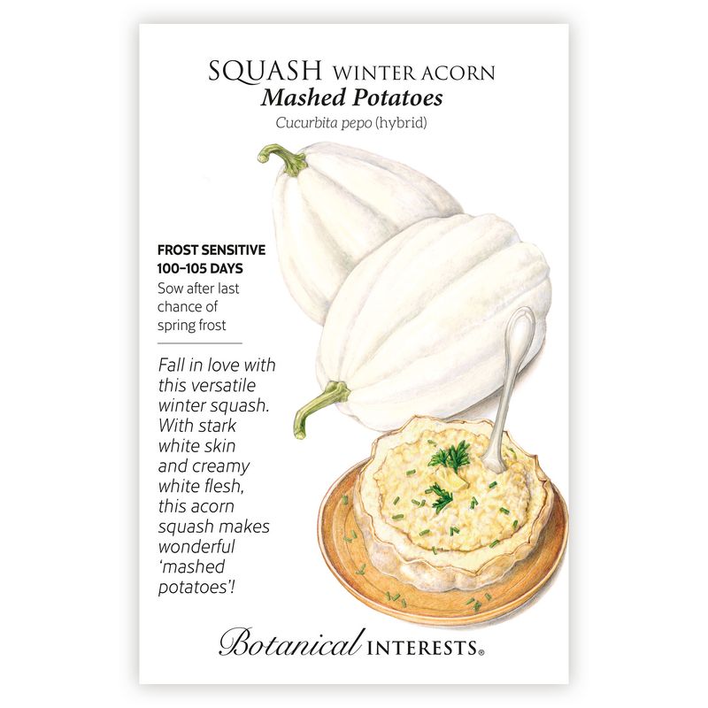 Seed Veg Squash Winter Acorn Mashed Potatoes - Curcurbita pepo (hybrid)