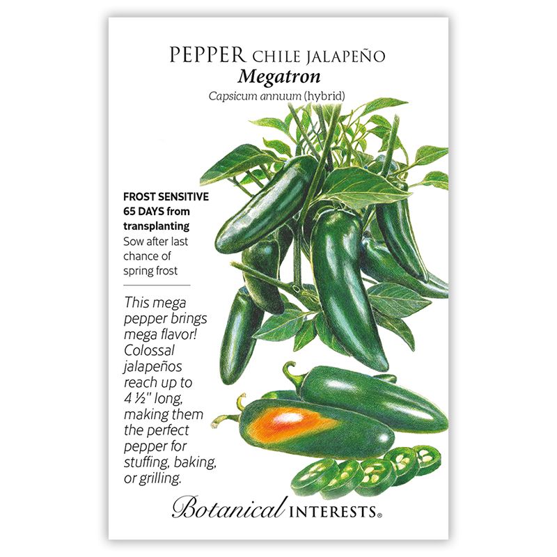 Seed Veg Pepper Chile Jalapeno Megatron - Capsicum annuum (hybrid)