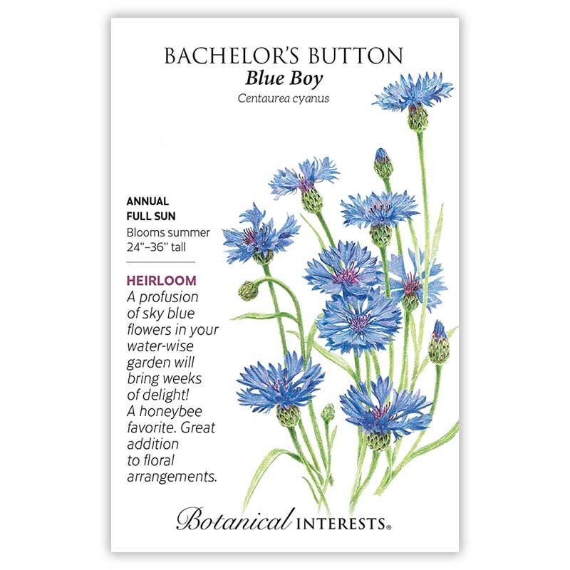 Seed Flwr Bachelor Button Blue Boy Heirloom - Centaurea cyanus