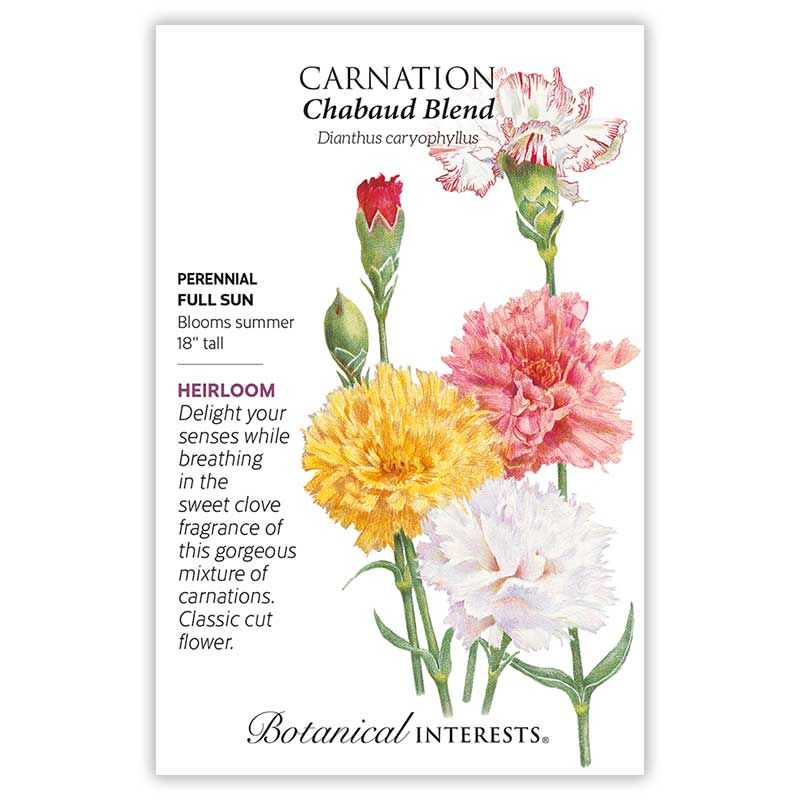 Seed Flwr Carnation Chabaud Blend Heirloom - Dianthus caryophullus