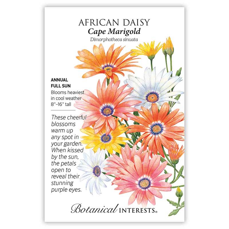 Seed Flwr African Daisy Cape Marigold - Dimorphotheca sinuata