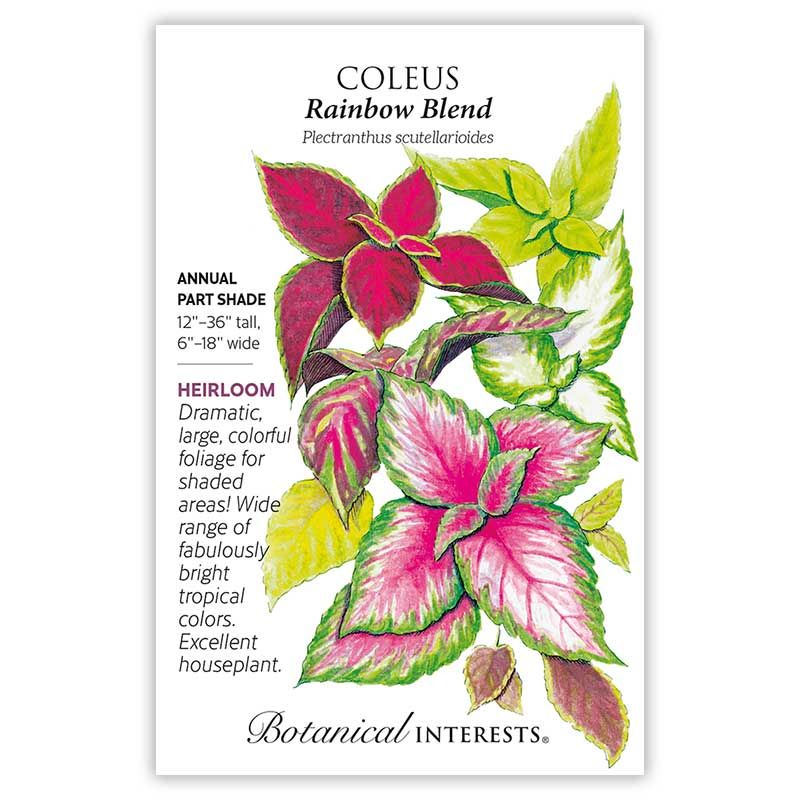 Seed Flwr Coleus Rainbow Blend Heirloom - Plectranthus scutellarioides