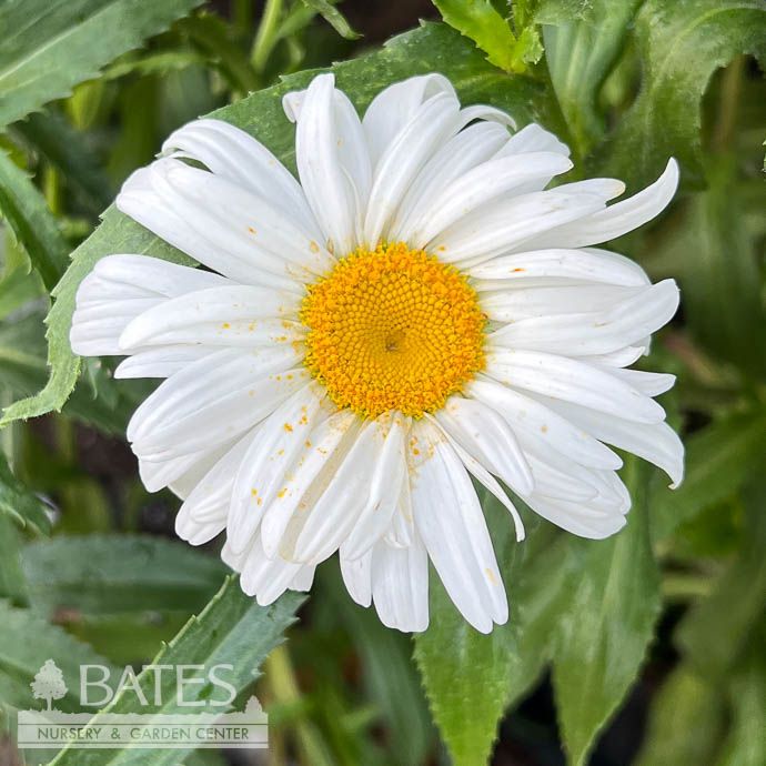 Seed Flwr Shasta Daisy Alaska Heirloom - Leucanthemum x superbum