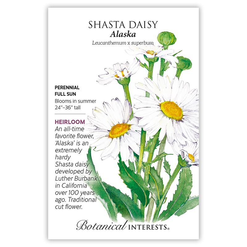 Seed Flwr Shasta Daisy Alaska Heirloom - Leucanthemum x superbum