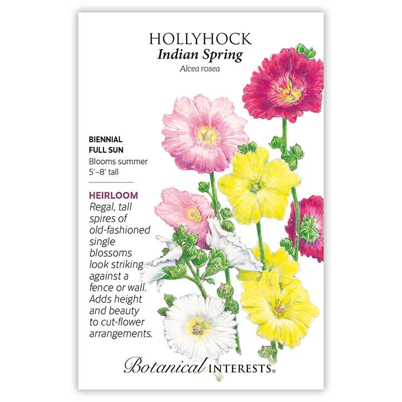 Seed Flwr Hollyhock Indian Spring - Alcea rosea