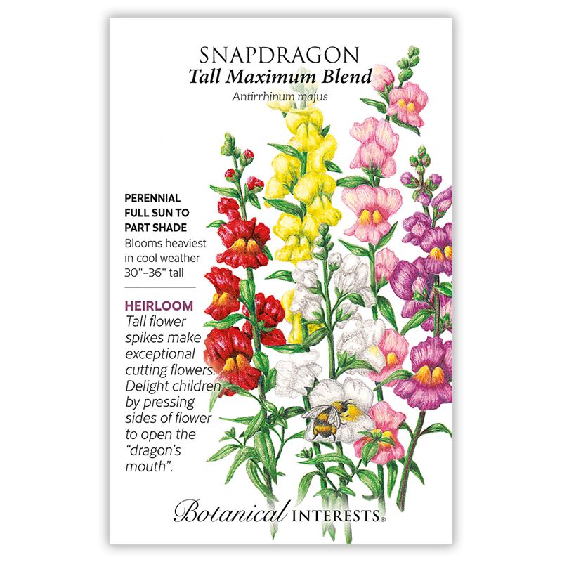 Seed Flwr Snapdragon Tall Maximum Blend Heirloom - Antirrhinum majus