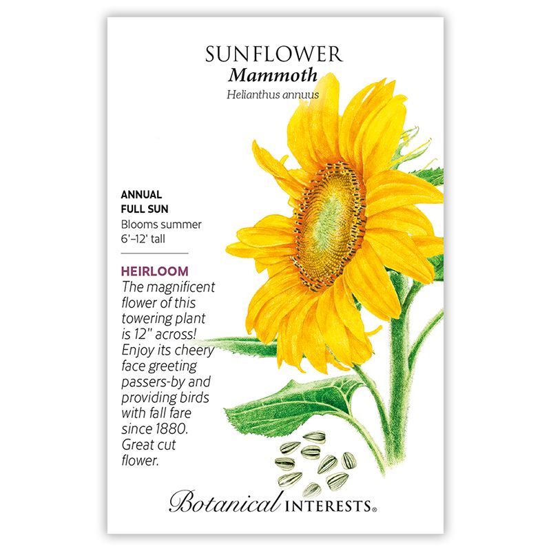 Seed Flwr Sunflower Mammoth Heirloom - Helianthus annuus Native (TN)